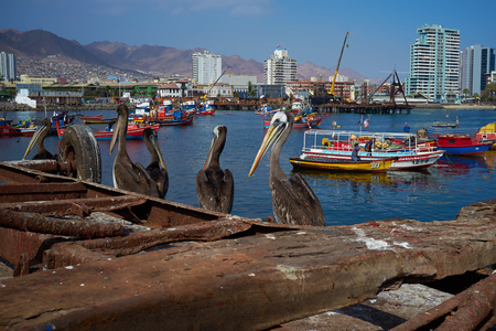 Antofagasta, Chile - June 21, 2014  Peruvian Pelicans   Pelicano pelecanus thagus  waiting on the dockside to be fed at the fishing harbour at Antofagasta in the Atacama Region of Chileのeditorial素材