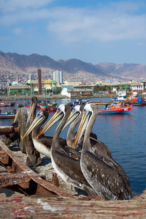 Antofagasta, Chile - June 21, 2014  Peruvian Pelicans   Pelicano pelecanus thagus  waiting on the dockside to be fed at the fishing harbour at Antofagasta in the Atacama Region of Chileのeditorial素材