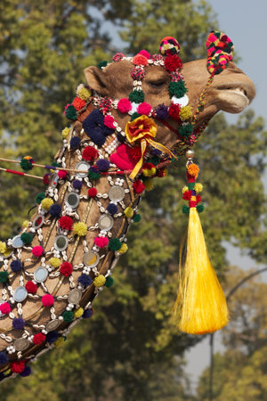 Camel of the Indian Border Security Force parading down the Raj Path in preparation for the annual Republic Day Paradeの写真素材