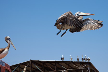 Peruvian Pelican (Pelecanus thagus) in flight in the fishing harbour of Arica in Northern Chileの写真素材
