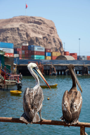 Peruvian Pelicans (Pelecanus thagus) standing on a railing in the fishing harbour of Arica in Northern Chileの写真素材