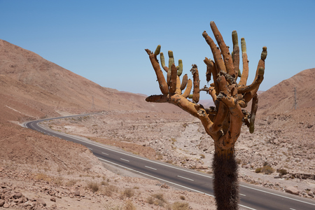 Candelabra Cactus (Browningia candelaris) growing in the Lluta River Valley near Arica, Atacama Desert, Chileの写真素材