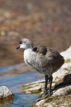 Chick of Giant Coot (Fulica gigantea) standing on the shore of Lake Chungara in the Altiplano of...