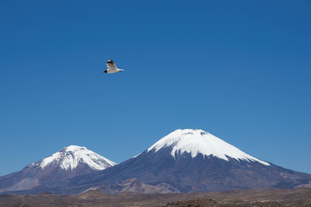 Andean Gull (Gaviota andina) flying in the clear blue sky of the altiplano in Lauca National Park, northern Chile. Snow and ice covered peaks of the volcanoes Parinacota (6342m) and Pomerape (6240m) beyond.の写真素材