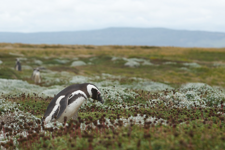 Colony of Magellanic Penguins (Spheniscus magellanicus) at Seno Otway close to Punta Arenas in Patagonia, Chileの写真素材