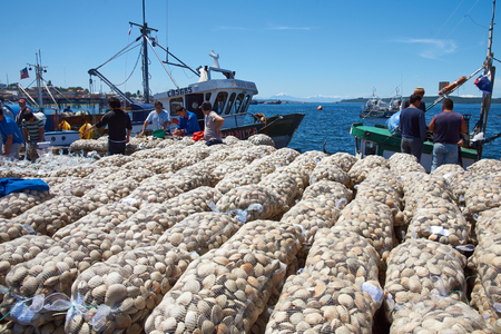 Quellon, Chile - January 16, 2015: Littleneck Clams (Ameghinomya antiqua) being landed and packed in mesh sacks on a jetty at the fishing port of Quellon on the island of Chiloe in Chileのeditorial素材