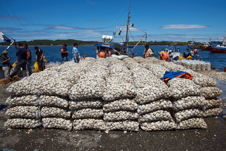 Quellon, Chile - January 16, 2015: Littleneck Clams (Ameghinomya antiqua) being landed and packed in mesh sacks on a jetty at the fishing port of Quellon on the island of Chiloe in Chileのeditorial素材