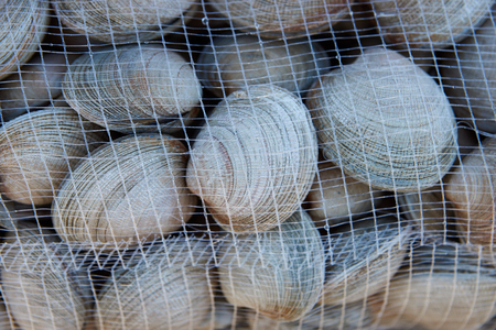Littleneck Clams (Ameghinomya antiqua) packed in mesh sacks on a jetty at the fishing port of Quellon on the island of Chiloe in Chileの写真素材