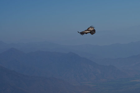 Wild Andean Condor (Condor Vultur gryphus) flying against a backdrop of the Andes Mountains near...