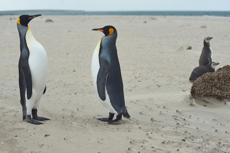 King Penguins (Aptenodytes patagonicus) greet each other with a ritualised display on the beach of Sandy Bay on Bleaker Island in the Falkland Islands.の写真素材