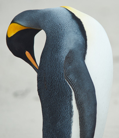 King Penguin (Aptenodytes patagonicus) preening its magnificent plumage on a sandy beach on Bleaker Island in the Falkland Islands.の写真素材