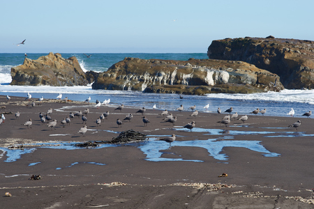 Waves coming ashore along the coast of of central Chile in the Maule Region.の写真素材