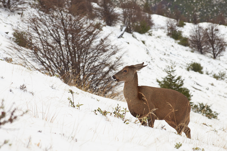 Guemal Hippocamelus bisulcus in deep snow on a mountain side in winter in Torres del Paine National Park, Chile. Endangered species also sometimes known as the South Andean Deer or Huemul Chileno.の写真素材
