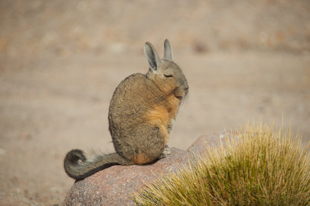 Mountain Viscacha Lagidium viscacia sitting on a rock in Vicunas National Park at an altitude of over 4,000 metres on the Altiplano of northern Chile.の写真素材