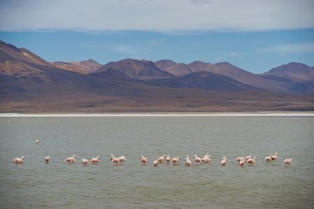 Group of wild Chilean Flamingos Phoenicopterus chilensis on Salar de Surire, a salt lake over 4,000 metres high on the Altiplano of northern Chile in Vicunas National Park.の写真素材