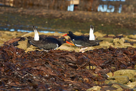 Pair of Magellanic Oystercatchers Haematopus leucopodus displaying on the shore of Bleaker Island in the Falkland Islands.の写真素材