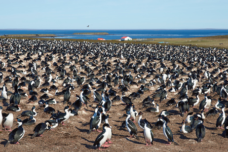 Large colony of Imperial Shag Phalacrocorax atriceps albiventer on Bleaker Island on the Falkland Islandsの写真素材