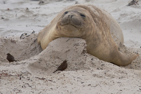 Female Southern Elephant Seal Mirounga leonina during the breeding season on Sealion Island in the Falkland Islands.の写真素材