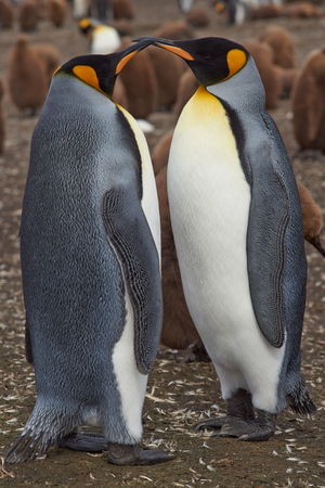 King Penguins Aptenodytes patagonicus at Volunteer Point in the Falkland Islands.の写真素材