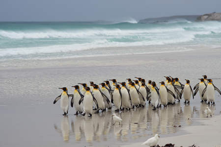 Large group of King Penguins Aptenodytes patagonicus come ashore after a short dip in a stormy South Atlantic at Volunteer Point in the Falkland Islands.の写真素材