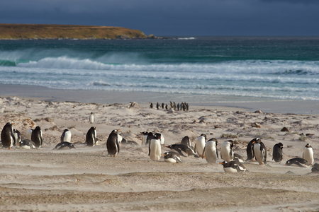 Group of Gentoo Penguins Pygoscelis papua on the coast overlooking a stormy South Atlantic at Volunteer Point in the Falkland Islands. King Penguins Aptenodytes patagonicus on the beach beyond.の写真素材