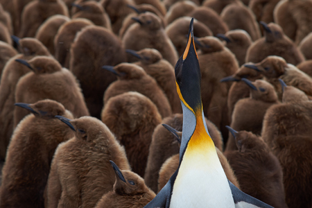 Adult King Penguin Aptenodytes patagonicus standing amongst a large group of nearly fully grown chicks at Volunteer Point in the Falkland Islands.の写真素材