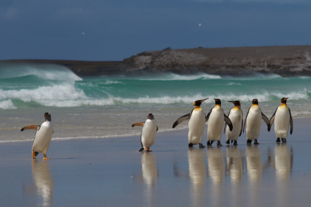 Group of King Penguins Aptenodytes patagonicus and Gentoo Penguins Pygoscelis papua on a sandy beach on the coast of a stormy South Atlantic at Volunteer Point in the Falkland Islands.の写真素材