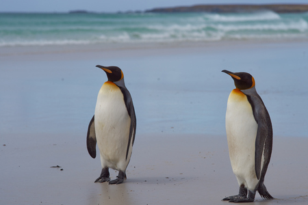King Penguins Aptenodytes patagonicus on a sandy beach at Volunteer Point in the Falkland Islands.の写真素材