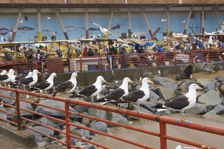 VALPARAISO, CHILE - MARCH 02, 2016:  Seagulls lining the railings of a pier at the fish market in the   port city of Valparaiso in Chile.のeditorial素材