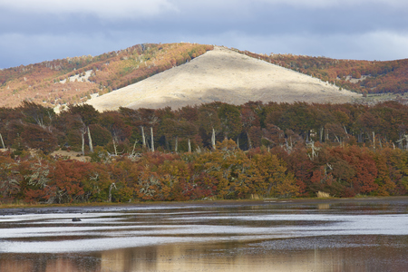 Brightly coloured autumn foliage on trees and shrubs in Patagonia, southern Chile.の写真素材