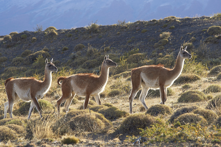 Guanaco (Lama guanicoe) grazing on a hillside in Torres del Paine National Park in the Magallanes region of southern Chile.の写真素材