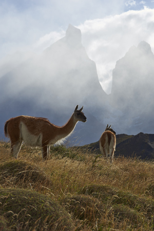 Guanaco (Lama guanicoe) grazing on a hillside in Torres del Paine National Park in the Magallanes region of southern Chile.の写真素材