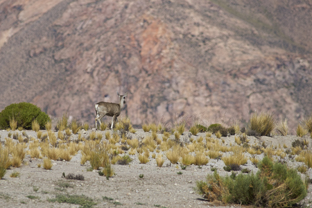 Female North Andean Deer (Hippocamelus antisensis) on the altiplano in Lauca National Park, northern Chile.の写真素材