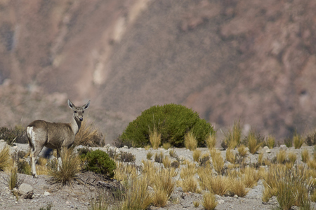 Female North Andean Deer (Hippocamelus antisensis) on the altiplano in Lauca National Park, northern Chile.の写真素材