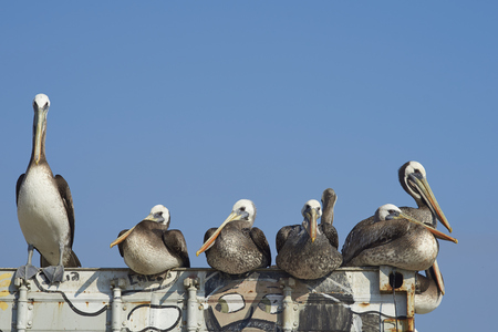VALPARAISO, CHILE - JULY 5, 2016: Group of Peruvian Pelicans (Pelecanus thagus) resting on an old shipping container at the fish marketのeditorial素材