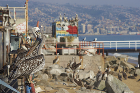 VALPARAISO, CHILE - JULY 5, 2016: Peruvian Pelican (Pelecanus thagus) standing on a railing at the fish market in the   port city of Valparaiso in Chile.のeditorial素材