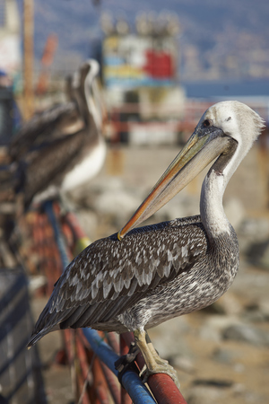 Peruvian Pelican (Pelecanus thagus) standing on a railing at the fish market in the   port city of Valparaiso in Chile.のeditorial素材