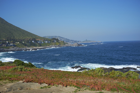 Colourful plants growing on the coastal path on the Pacific Coast of Chile near the small town of Zapallar.の写真素材