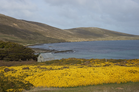 Yellow flowers of gorse bushes covering the hills around Dyke Bay on Carcass Island in the Falkland Islands.の写真素材