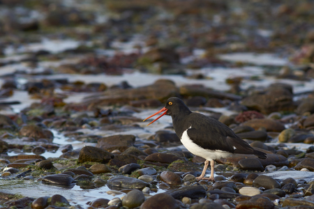 Magellanic Oystercatcher (Haematopus leucopodus) on the beach of Carcass Island in the Falkland Islands.の写真素材
