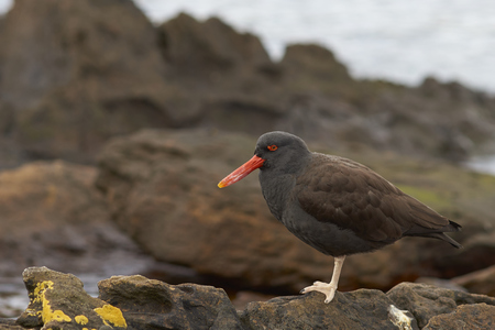 Blackish Oystercatcher (Haematopus ater) on the shore of Carcass Island in the Falkland Islands.の写真素材