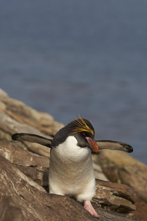 Macaroni Penguin (Eudyptes chrysolophus) on a cliff leading to the sea on Saunders Island on the Falkland Islands.の写真素材
