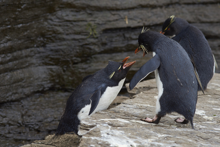 Rockhopper Penguins (Eudyptes chrysocome) squabbling on the cliffs of Saunders Island on the Falkland Islands.の写真素材
