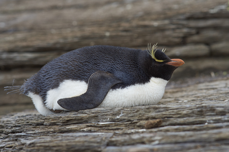 Rockhopper Penguin (Eudyptes chrysocome) lying down on the cliffs of Saunders Island on the Falkland Islands.の写真素材