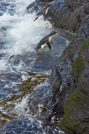 Rockhopper Penguins (Eudyptes chrysocome) coming ashore on the rocky cliffs of Bleaker Island in the Falkland Islandsの写真素材