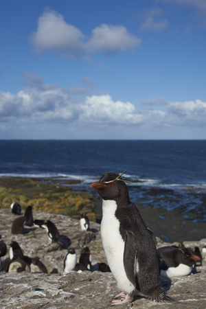 Rockhopper Penguins (Eudyptes chrysocome) on the cliffs of Bleaker Island in the Falkland Islandsの写真素材