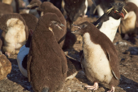 Rockhopper Penguin (Eudyptes chrysocome) chicks squabbling on the cliffs of Bleaker Island in the Falkland Islandsの写真素材