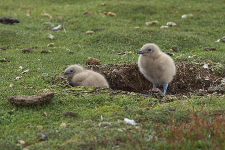 Falkland Skua chicks (Catharacta antarctica) sheltering in a scape in the ground on Bleaker Island in the Falkland Islands.の写真素材