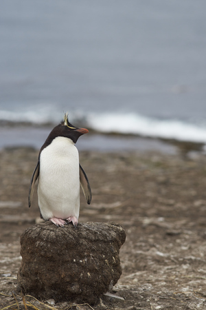 Rockhopper Penguin (Eudyptes chrysocome) standing on the remains of clump of tussock grass on the cliffs of Bleaker Island in the Falkland Islandsの写真素材