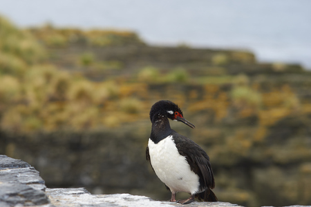 Adult Rock Shag (Phalacrocorax magellanicus) standing on the cliffs of Bleaker Island in the Falkland Islandsの写真素材